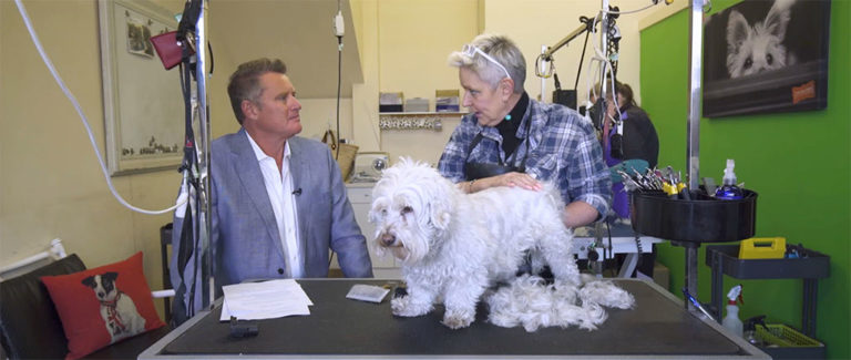do-more-business-with-yellow-thumb-dog-groomer-01 do-more-business-with-yellow-thumb-dog-groomer-01
